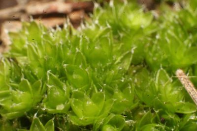Pleurophascum occidentale, photographed by Em Lamond