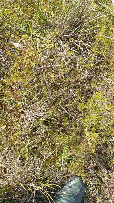 Dodonaea hexandra, photographed by Rosalie Lawrence