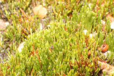 Eccremidium pulchellum, photographed by Em Lamond