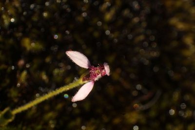 Eriochilus scaber, photographed by Em Lamond