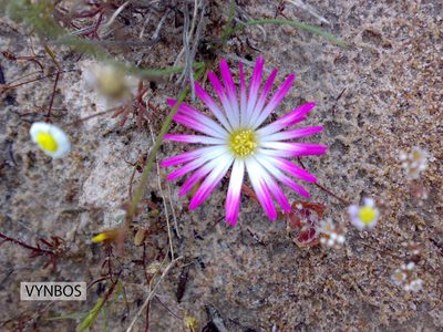 Cleretum clavatum, photographed by Chris Vynbos