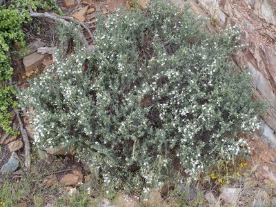 Pogonospermum robustum, photographed by Nicola van Berkel