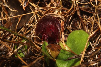 Corybas recurvus, photographed by Em Lamond