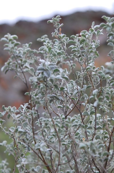 Argyrolobium incanum, photographed by Charles Stirton