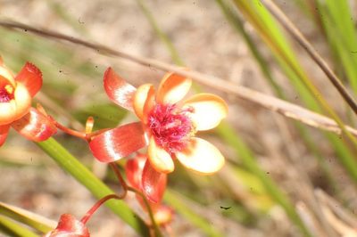 Drosera microphylla, photographed by Em Lamond