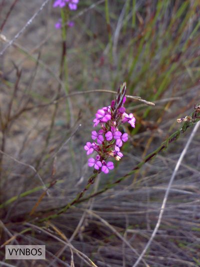 Muraltia filiformis, photographed by Chris Vynbos