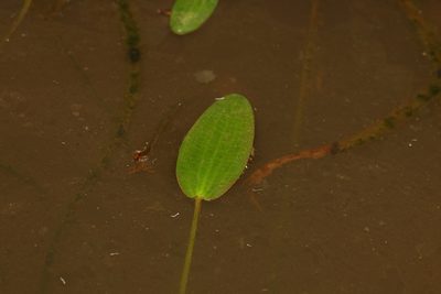 Ottelia ovalifolia, photographed by Greg Tasney
