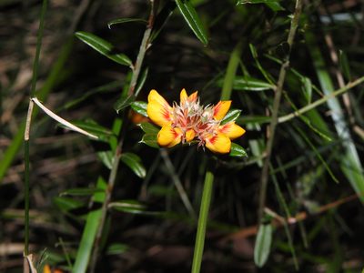 Pultenaea myrtoides, photographed by Greg Tasney