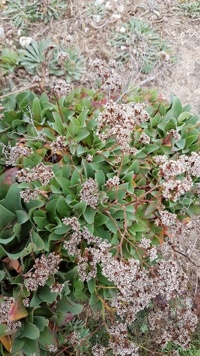Limonium ovalifolium, photographed by anasacuta