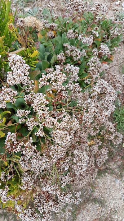 Limonium ovalifolium, photographed by anasacuta