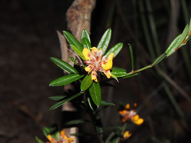Pultenaea myrtoides, photographed by Greg Tasney