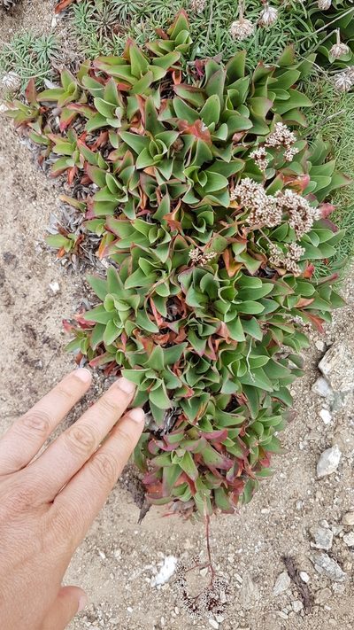 Limonium ovalifolium, photographed by anasacuta