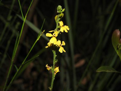 Goodenia bellidifolia, photographed by Greg Tasney