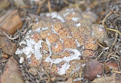 Conophytum minimum, photographed by Andrew Hankey