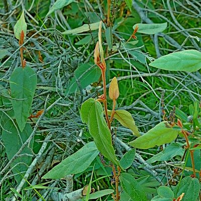 Lasiopetalum macrophyllum, photographed by Max Campbell
