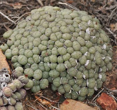 Conophytum minimum, photographed by Andrew Hankey