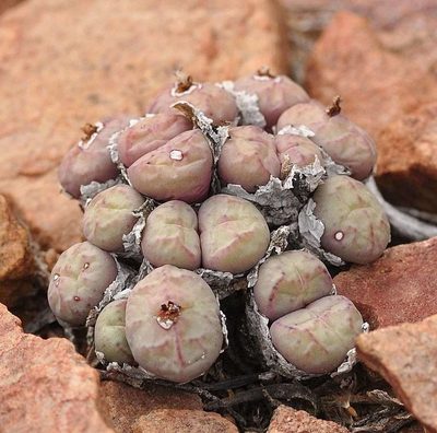 Conophytum minimum, photographed by Andrew Hankey