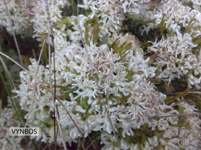 Serruria decipiens, photographed by Chris Vynbos