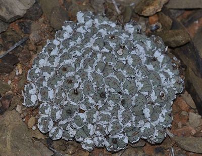 Conophytum minimum, photographed by Andrew Hankey