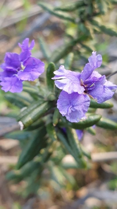 Dampiera rosmarinifolia, photographed by Rosalie Lawrence
