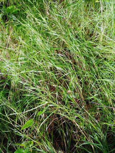 Calamagrostis canescens, photographed by Татьяна Горбушина