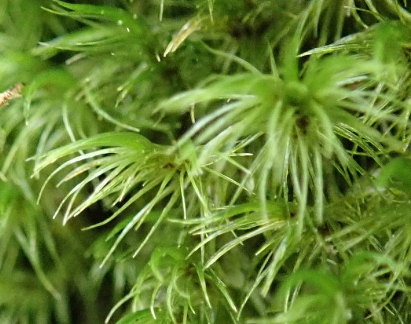 Leucoloma scabricuspis, photographed by Nicola van Berkel