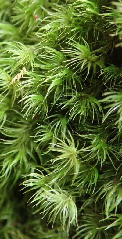 Leucoloma scabricuspis, photographed by Nicola van Berkel