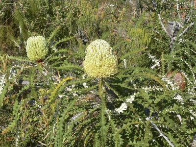 Banksia speciosa, photographed by dhfischer