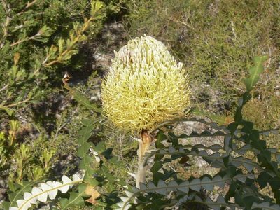 Banksia speciosa, photographed by dhfischer