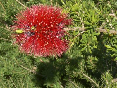 Kunzea baxteri, photographed by dhfischer