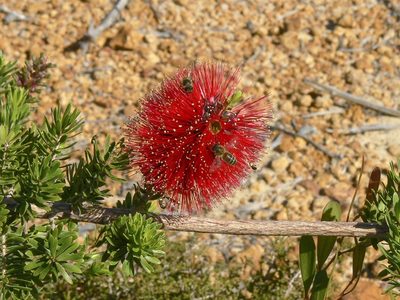 Kunzea baxteri, photographed by dhfischer
