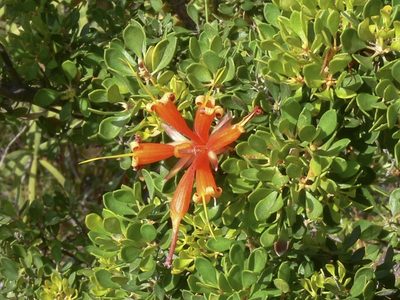 Lambertia inermis, photographed by dhfischer