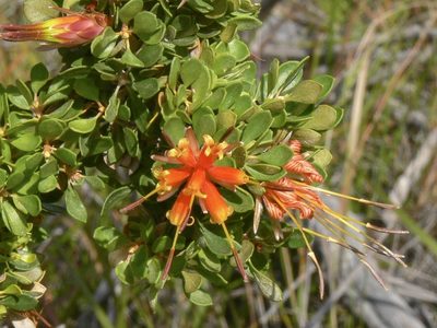 Lambertia inermis, photographed by dhfischer