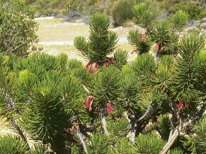 Melaleuca hislopii, photographed by dhfischer