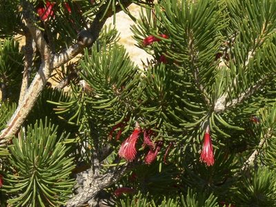 Melaleuca hislopii, photographed by dhfischer