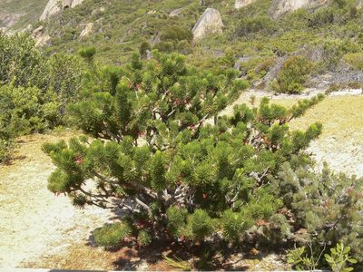 Melaleuca hislopii, photographed by dhfischer