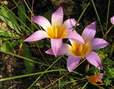 Romulea clusiana, photographed by José Luis Camaño