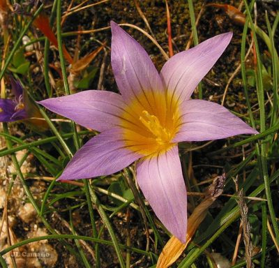 Romulea clusiana, photographed by José Luis Camaño