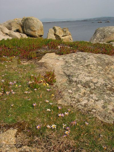 Romulea clusiana, photographed by José Luis Camaño