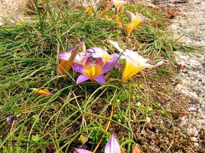 Romulea clusiana, photographed by José Luis Camaño