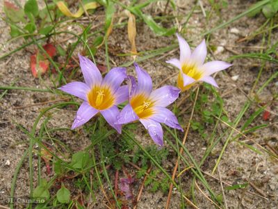 Romulea clusiana, photographed by José Luis Camaño