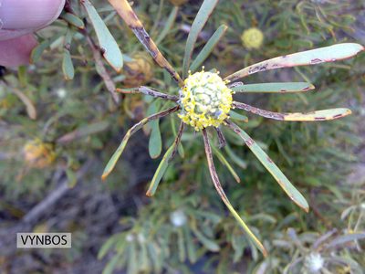 Leucadendron cinereum, photographed by Chris Vynbos