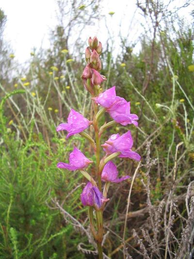 Disa procera, photographed by Di Turner
