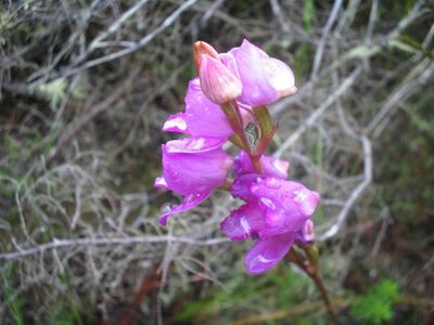 Disa procera, photographed by Di Turner