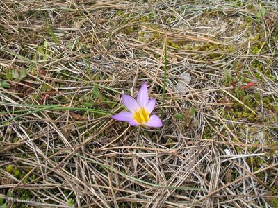 Romulea clusiana, photographed by José Luis Camaño