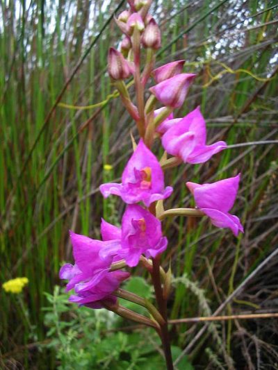 Disa procera, photographed by Di Turner