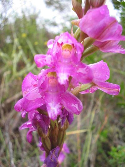 Disa procera, photographed by Di Turner