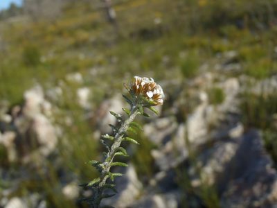 Stoebe laxifolia, photographed by Nicola van Berkel
