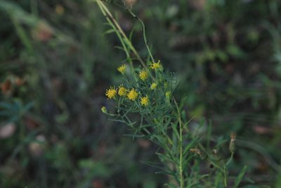 Galatella biflora, photographed by Нурхайдарова Татьяна