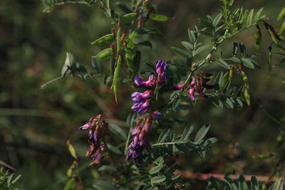 Vicia amoena, photographed by Нурхайдарова Татьяна